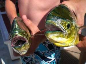 Mahi Mouths