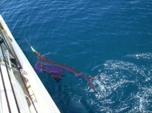 Sailfish