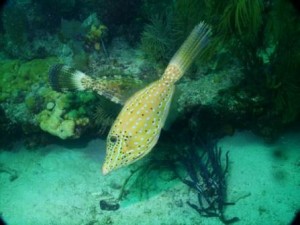 Two Filefish