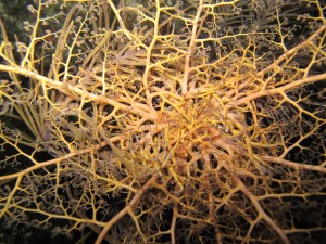Basket star from night dive on Sombrero, Monday night.