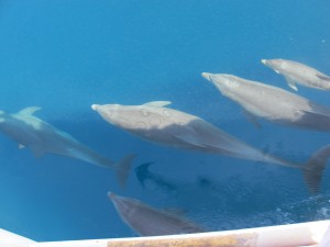 More of the dolphins on the bow!