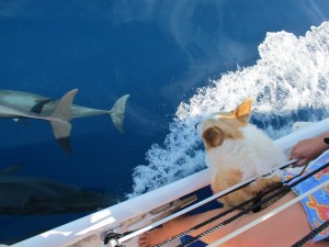 Hermes barks like a fiend when dolphins swim along with us.  