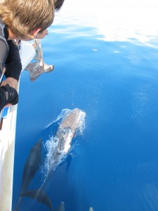 The dophins swam along side the boat for about 35 minutes!  