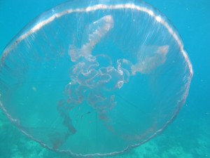 Another moon jellyfish.