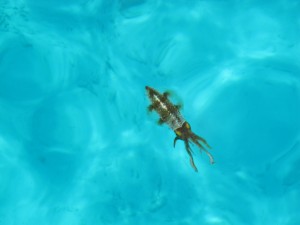 Here is the squid.  It was swimming right next to the boat for a time!
